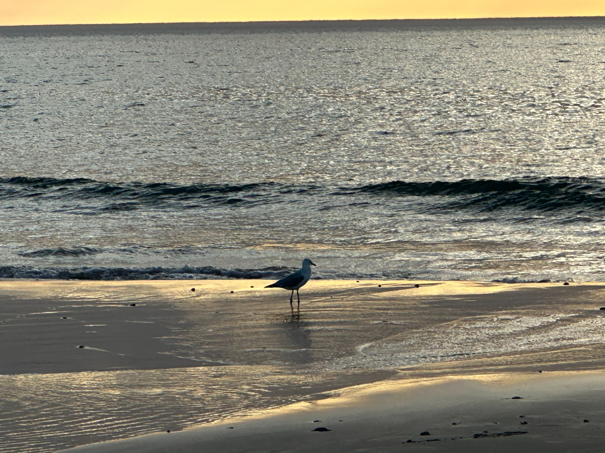 A lone seagull standing at the edge of the sea in golden evening light